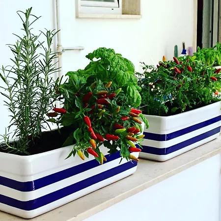 Casa Degli Aranci 33 Apartment *